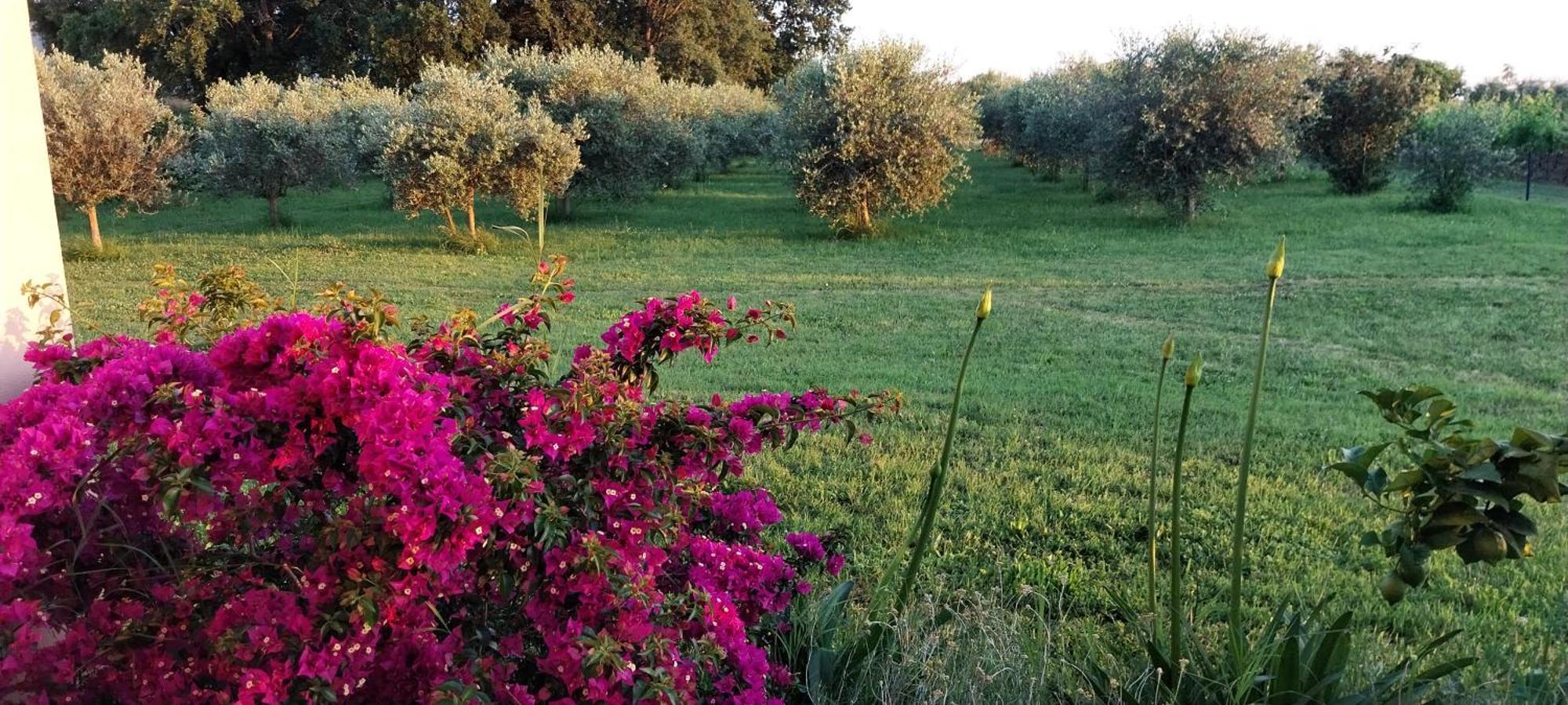 Vila Dubravka - Schoen Und Komfortabel Inmitten Von Olivenbaeumen Und Weinbergen Mit Whirlpool Valtura Eksteriør bilde